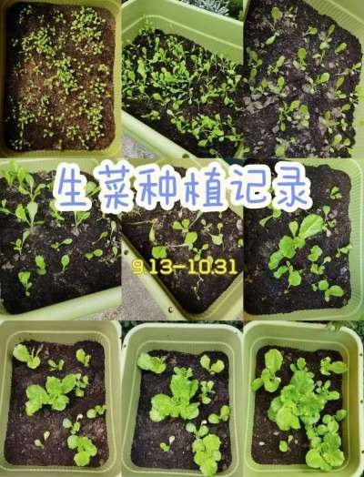 90后的我，也玩起了种菜！| 58天秋播奶油生菜小记