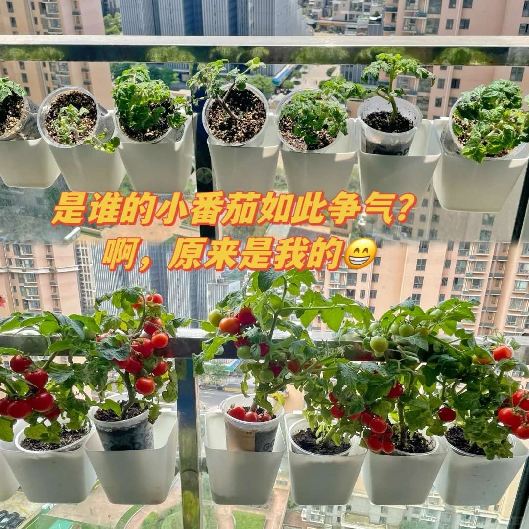 首次种植的番茄，那份舍不得摘的心情，有谁共鸣？😭