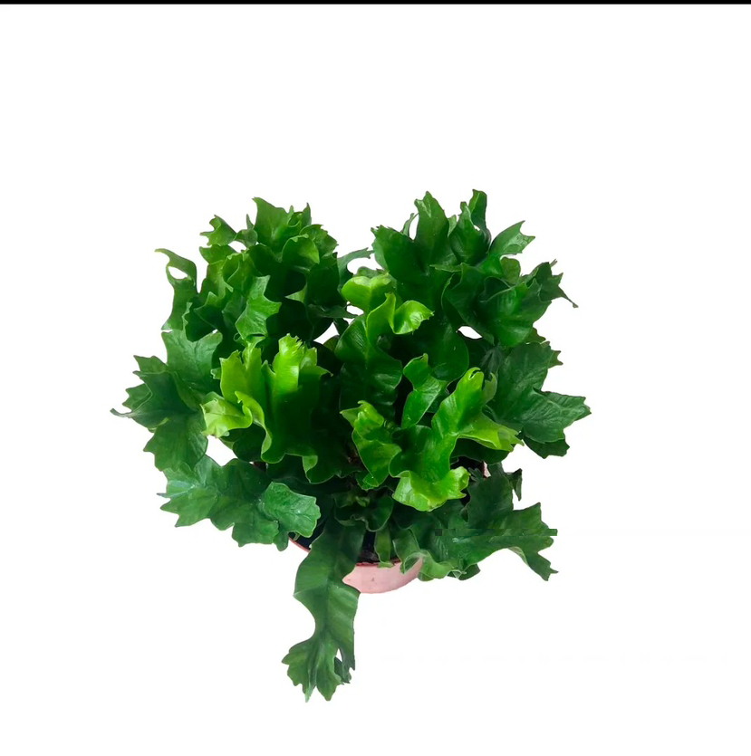 http://st-static1.rrrbz.cn/forums/2024/12/26/17352082306453.png