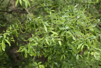 园林绿化植物的特点和功能
