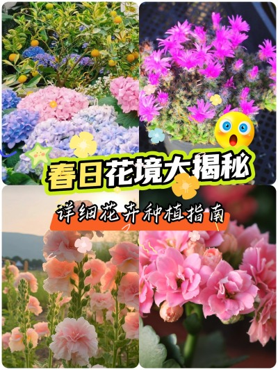 这些花适合春天种！给你一片花海