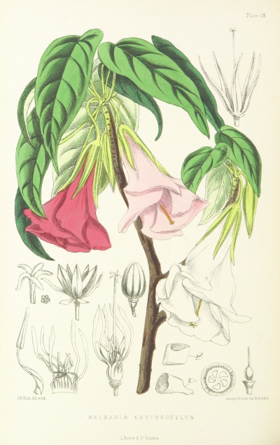 1875年出版的古书，精美绝伦的植物插图绘尽了拿破仑流放之地的圣赫勒拿岛的美丽