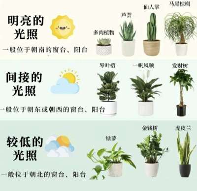 室内植物光照指南：不同朝向房屋的植物推荐