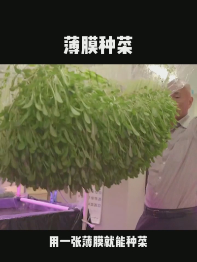 无土栽培的新模式，一张薄膜就能种菜，你见过吗？
