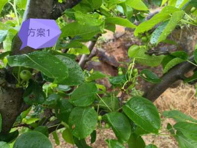 改善梨果
