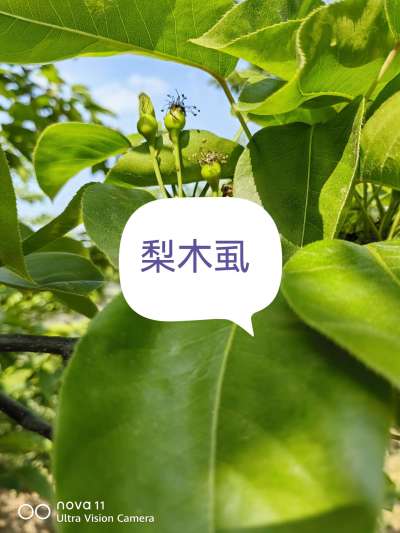 翠冠谢花