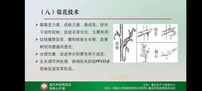 学习梨技术，提升自己。