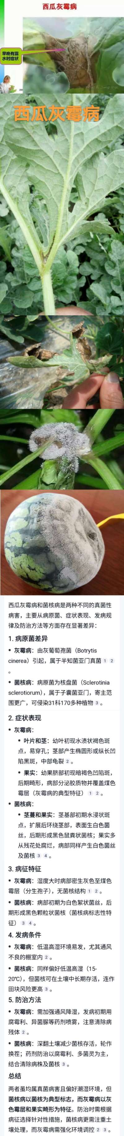 西瓜灰霉病和菌核病的识别
