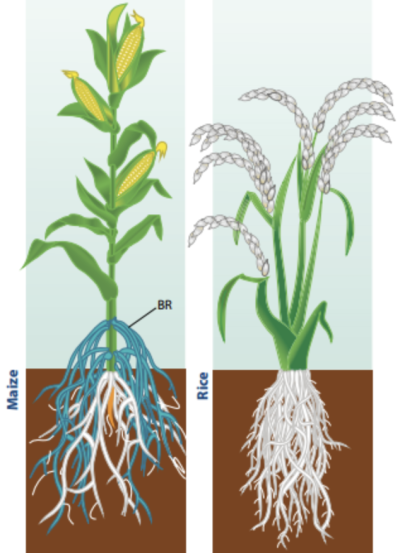 从叶子到根系：细致分析植物的生长需求