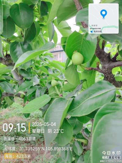梨套袋前