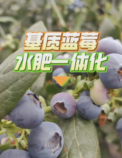 基质蓝莓水肥一体化系统，华维灌溉成套好用。