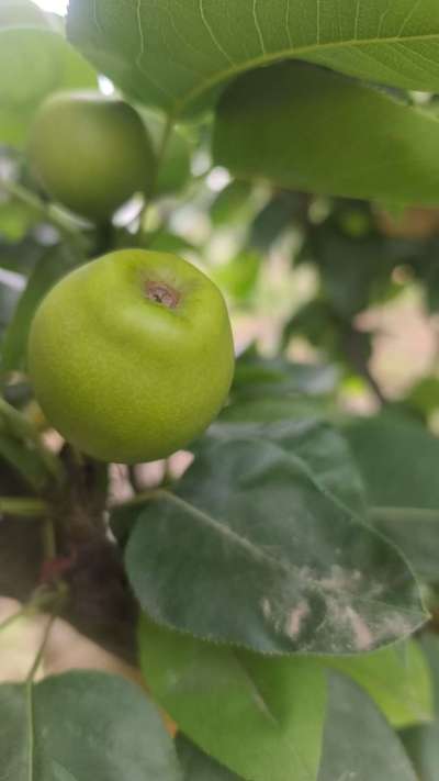 翠冠梨