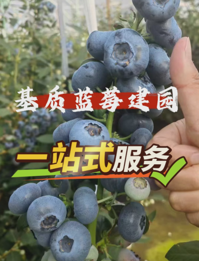 ACA第六谷&middot;蓝莓谷，基质蓝莓从建园到运营一站式管家服务...