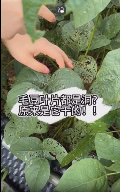 毛豆叶片都是洞，原来不是青虫吃的？