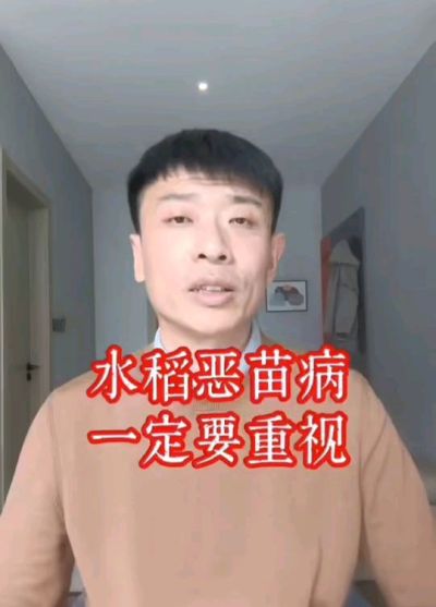 水稻恶苗病发生原因及预防！
