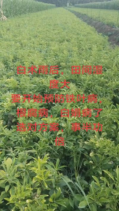 雨期过后白术病害要防治了
预防铁叶病，白娟病
现在也进入了膨大期
可以打膨大的