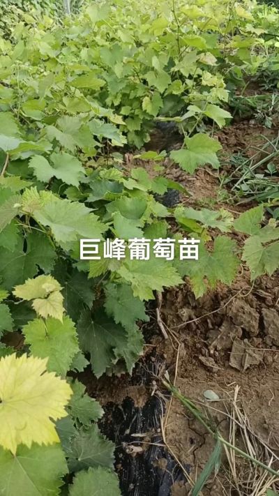 巨峰葡萄苗。一年扦插苗。需要联系。苗圃基地直销！需要联系18534302961