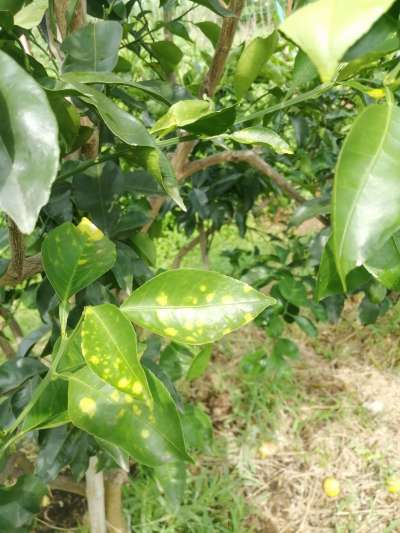 叶斑病，真菌感染