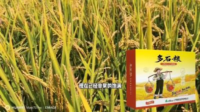多石粮-谷物小分子有机酸，田间表现。
剑叶挺拔，灌浆饱，千粒重，上粮快。
