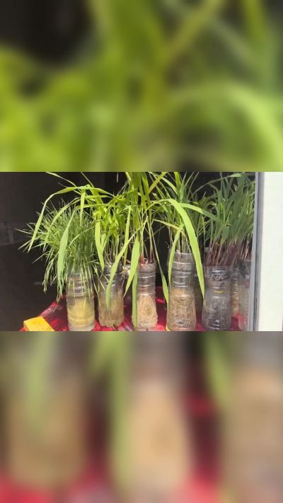 微生物菌剂，出厂前每克添加5亿微生物。最新实验生根育苗，保证不烧苗，促进毛细根增长，抑制病虫害，疏松土壤，保水保肥。近期需要用肥的老板提前联系，19331068337微信同步。
