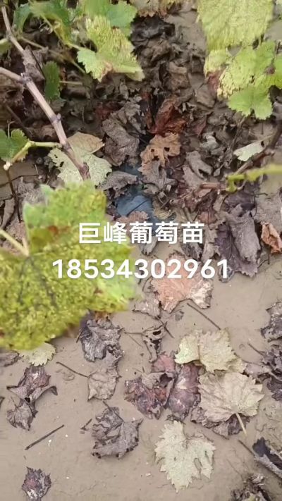 巨峰葡萄苗，一年扦插苗，苗圃基地直销！需要联系18534302961