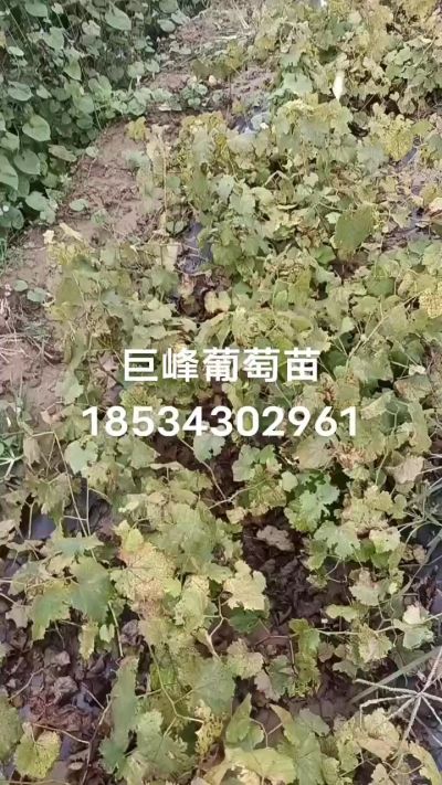 出售早熟巨峰葡萄苗。药用连翘苗，科研五号优质种苗，2/5年苗，药用连翘树，挂果树，全国包邮到家！财富密码18534302961