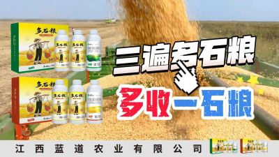 冬季种植，油菜，小麦，草莓等作物的，出现了除草剂药害，黄叶，僵苗，苗不长等问题，马上用多石粮，确保5天见到效果。