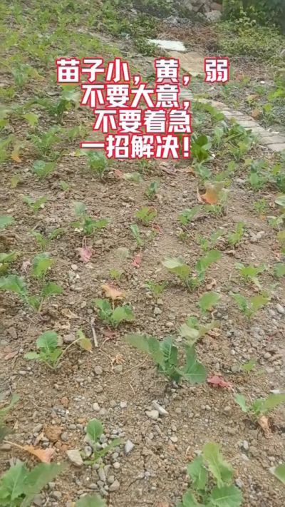 油菜苗子弱苗子小，就用多石粮，5天见效果。