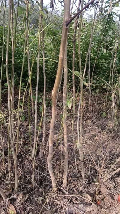 出售臭椿苗，巨峰葡萄苗。药用连翘苗，科研五号优质种苗，2/5年苗，药用连翘树，挂果树，全国包邮到家！财富密码18534302961