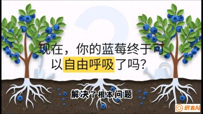 第3节：别把树&ldquo;憋死&rdquo;&mdash;&mdash;正确的定植与换盆手法,   课程：《蓝莓&ldquo;高产&rdquo;实战课：从选苗到丰收的10个关键点》