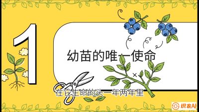 第6节：修剪决定产量（上）&mdash;&mdash;幼苗期与生长期修剪， 课程：《蓝莓&ldquo;高产&rdquo;实战课：从选苗到丰收的10个关键点》
