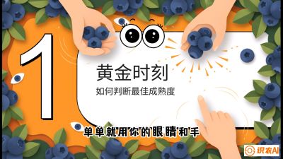 第10节：完美的&ldquo;果粉&rdquo;&mdash;&mdash;采摘时机与保鲜， 课程：《蓝莓&ldquo;高产&rdquo;实战课：从选苗到丰收的10个关键点》