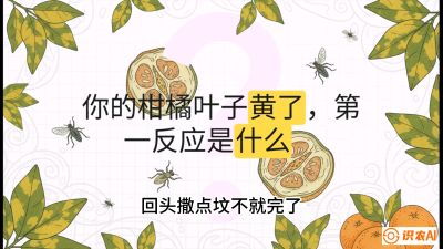 第一节：保命生死线&mdash;&mdash;黄龙病与木虱，课程：《柑橘十大病虫害：从入门到精通》
