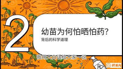 第02节：幼树管理&mdash;&mdash;&ldquo;防晒又防草，树势起得早&rdquo;，课程：《槟榔种植：从不懂到精通的10堂必修课》
