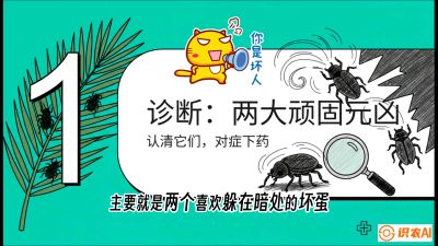 第06节：顽固虫害防治&mdash;&mdash;&ldquo;钻心虫与红蜘蛛，打准时间才服输&rdquo;《槟榔种植：从不懂到精通的10堂必修课》