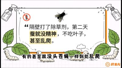 第05节：养蚕人的&ldquo;排雷战&rdquo;&mdash;&mdash;除草剂的生死禁忌，课程：《桑海淘金：桑树高产与蚕桑安全进阶实战课》