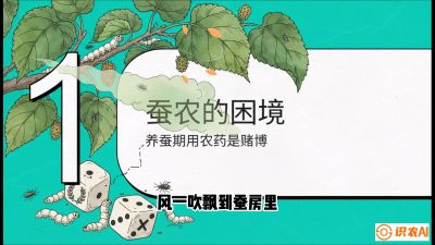 第06节：虫口夺叶（上）&mdash;&mdash;物理与生物防控绝技，课程《桑海淘金：桑树高产与蚕桑安全进阶实战课》