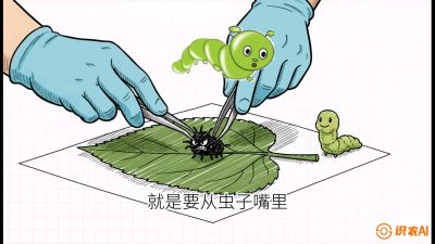 第07节：虫口夺叶（下）&mdash;&mdash;不得不打药时的&ldquo;解毒术&rdquo;，课程：《桑海淘金：桑树高产与蚕桑安全进阶实战课》