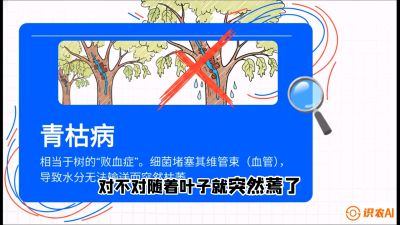 第08节：看不见的杀手&mdash;&mdash;青枯病与萎缩病，课程：《桑海淘金：桑树高产与蚕桑安全进阶实战课》