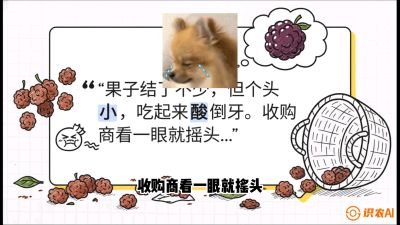 第10节：甜蜜的科学&mdash;&mdash;膨大、增甜与转色，课程：《桑海淘金：桑树高产与蚕桑安全进阶实战课》