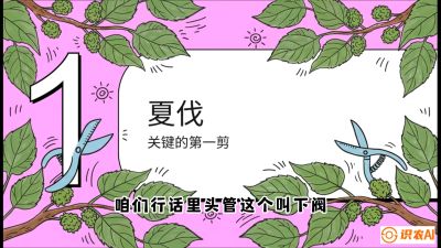 第11节：叶果双收&mdash;&mdash;特殊的夏伐与冬伐，课程：《桑海淘金：桑树高产与蚕桑安全进阶实战课》
