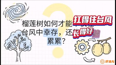 第四节：中国榴莲突围战：为生存重塑权型，抗台风矮化栽培与力学牵引，课程：《国产榴莲突围战：从泰国经验到中国实操的8堂必修课（高阶实战版）》