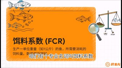 第五节：【高端单品&middot;鳜鱼】&ldquo;饲料鳜&rdquo;技术：打破吃活饵的高成本魔咒，课程：《黄金鳞甲：2025中国淡水鱼高效养殖实战营》