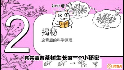 第04节（修剪篇）：树势复活术：从&ldquo;越剪越弱&rdquo;到&ldquo;枝繁叶茂&rdquo;的能量管理与夏秋茶逆袭，课程：《茶金时代：从&ldquo;看天吃饭&rdquo;到&ldquo;精准控局&rdquo;的茶叶高产提质实战课》