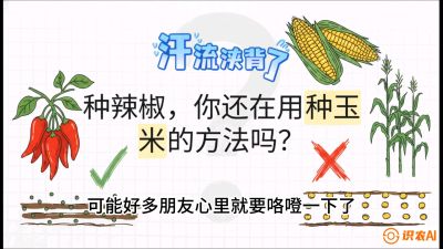 第1节：【品种定江山】工业辣椒vs小米辣：底肥公式与密度陷阱的&ldquo;百万生意经&rdquo;，课程：《辣椒种植实战特训营，从工业辣椒到精品小米辣，教你如何把&ldquo;草&rdquo;种成&ldquo;金&rdquo;》