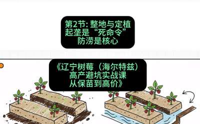 第二节： 整地与定植&mdash;&mdash;起垄是&ldquo;死命令&rdquo;，防涝是核心，课程：《辽宁树莓（海尔特兹）高产避坑实战课：从保苗到高价》