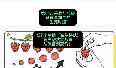 第六节： 采收与分级&mdash;&mdash;鲜食与加工的&ldquo;生死时速&rdquo;，课程：《辽宁树莓（海尔特兹）高产避坑实战课：从保苗到高价》