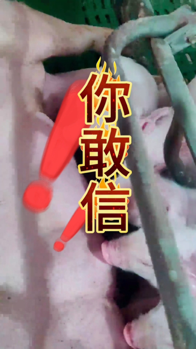 小猪抢不到奶，干瘦不长肉？成活率总上不去？😭
自从用上南商农科这款仔猪补奶机，再也没这烦恼！
✅ 一键设置下料参数，新手也能上手
✅ 恒温补奶，小猪抢着喝，长势超均匀
从车间精工组装到猪场落地使用，每