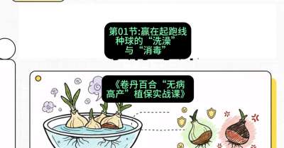 第01节：赢在起跑线&mdash;&mdash;种球的&ldquo;洗澡&rdquo;与&ldquo;消毒&rdquo;，课程：《卷丹百合&ldquo;无病高产&rdquo;植保实战课》#识农AI