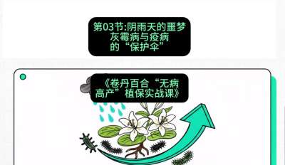 第03节：阴雨天的噩梦&mdash;&mdash;灰霉病与疫病的&ldquo;保护伞&rdquo;，课程：《卷丹百合&ldquo;无病高产&rdquo;植保实战课》#识农AI